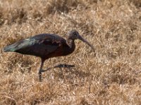 Ibis : Europa, Nat. park Donana, Reisen, Spanje, europa